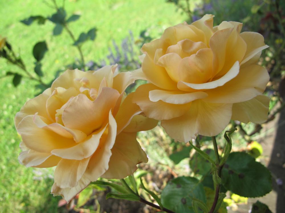 Rose festival, Estavayer-le-lac