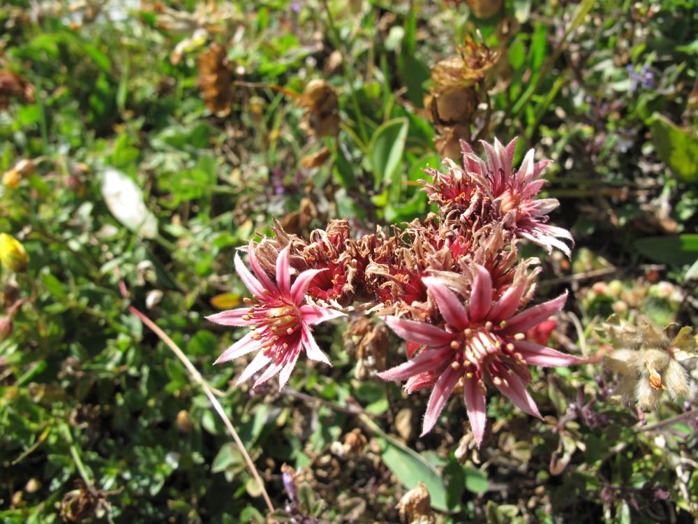 Fleurs alpes Valais Suisse